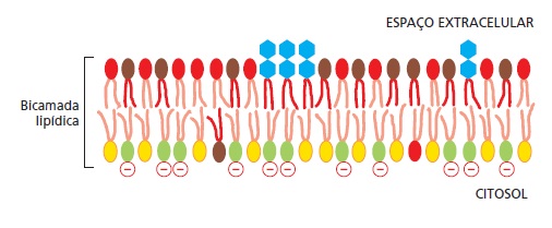 A assimetria de composição entre o lado intracelular e extracelular da membrana.