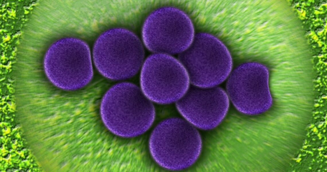 Staphylococcus Epidermidis O Que Você Precisa Saber